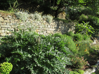 Mediterran Acanthus spinosus 20170531.JPG