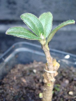 Daphne-Pfropfung.jpg