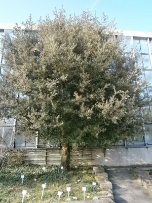 botanischer garten TÜ efeu mistel eibe 014.JPG