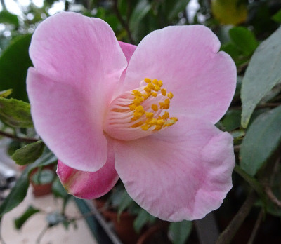 DSC05386.jpg