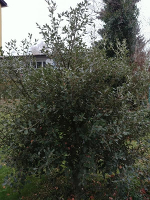 Qu_ilex_1217.jpg