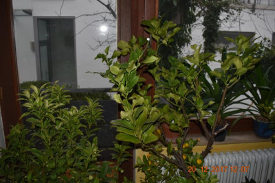 Citrus Dez 17 005.JPG