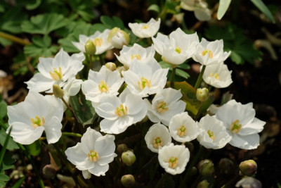 J.dubia alba.JPG