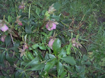 Garten-Helleborus.jpg