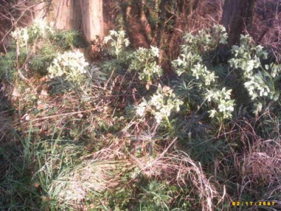 Helleborusfeld.jpg