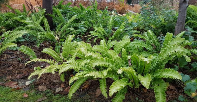 Asplenium_scol_FranzHahn.jpg