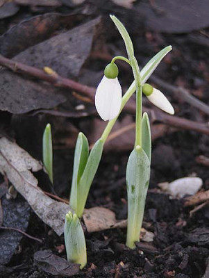 galanthus.jpg