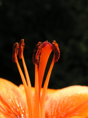 P7170031-B-a.jpg