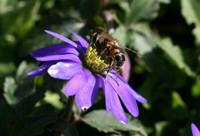 St_Anemoneblanda02071.jpg