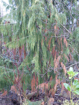 2017-12-22 Chamaecyparis nootkatensis 'Pendula'.jpg