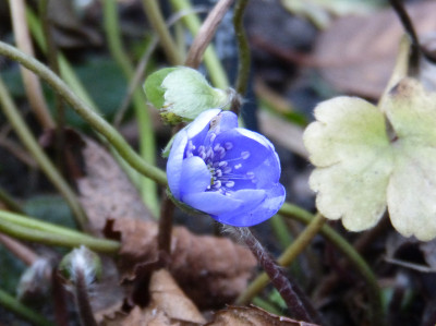 2017-12-22 Hepatica 'Blumenstadt Erfurt'.jpg