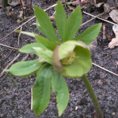 helleborus_gurn.JPG