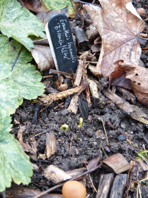 2017-12-22 Eranthis hyemalis 'Zitronenfalter'.jpg