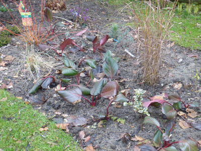 2017-12-22 Bergenia 'Purpurkönigin'.jpg