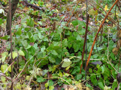 Epimedium alpinum PC230158.JPG