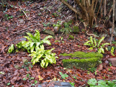 Asplenium scolopendrium PC230160.JPG