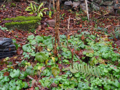Pachyphragma macrophyllum PC230161.JPG