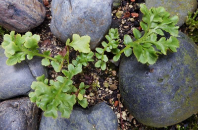 Polistichum acrostichoides 'Waldzwerg` ... 24.12.17 018.jpg