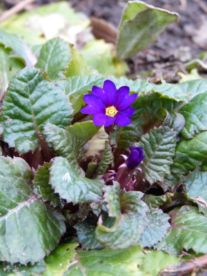 2017-12-24 Primula juliae 2.jpg
