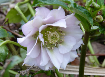 2017-12-24 Helleborus x hybridus 1.jpg
