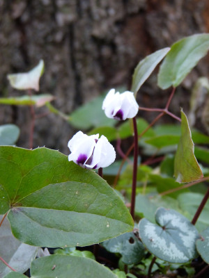 2017-12-24 Cyclamen 3.jpg