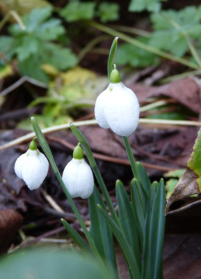 2017-12-24 Galanthus 'Three Ships' 2.jpg
