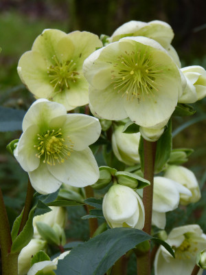 2017-12-24 Helleborus nigercors.jpg