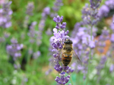 Schwebfliege-oI.jpg