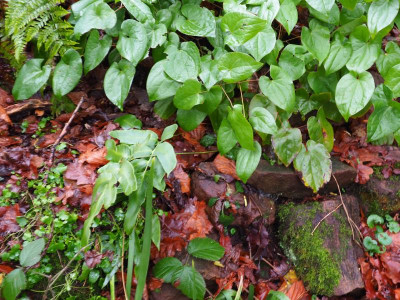 Dryopteris sieboldii PC230169.JPG