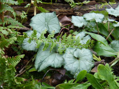 2017-12-24 Cyclamen 1.jpg