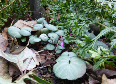 2017-12-24 Cyclamen 2.jpg