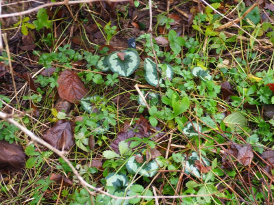 Cyclamen coum PC230176.JPG