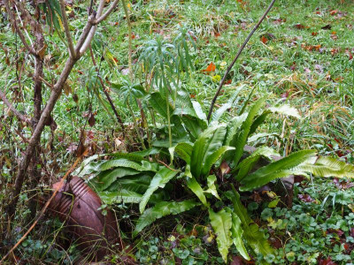 Asplenium scolopendrium PC230150.JPG