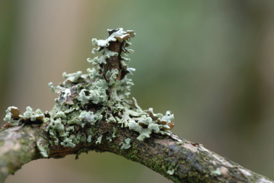 Ausserirdische-an-Azalee-k.jpg