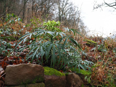 Helleborus foetidus über Trockenmauer PC230163.JPG