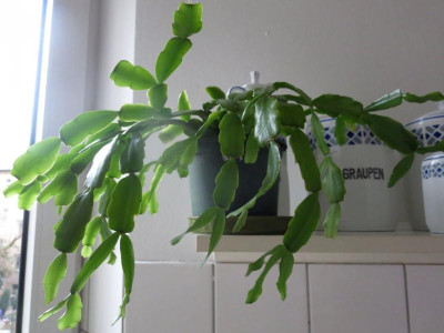 Schlumbergera _6265.jpg