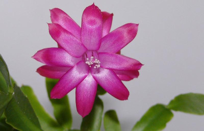 Sch. x buckleyi_Theresa_P1080582.JPG
