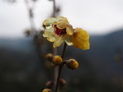 Chimonanthus praecox b PC230177.JPG