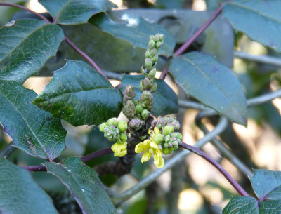 2017-12-26 Mahonia.jpg