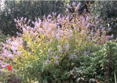 Ceanothus_Gloire_de_Versailles.jpg