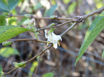 2017-12-26 Lonicera fragrantissima.jpg