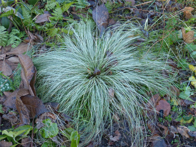 2017-12-26 Carex comans 'Frosted Curls'.jpg