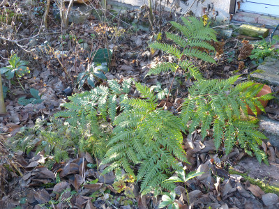 2017-12-26 Woodwardia unigemmata.jpg