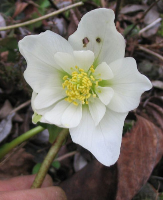 Helleborus_nigritella.jpg