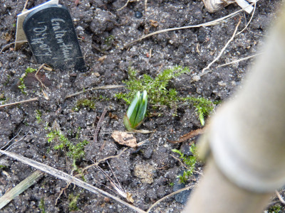 2017-12-27 Galanthus 'Diggory'.jpg