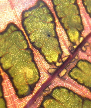 bl._005.jpg