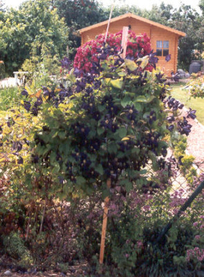 Clematis_Romantika.jpg