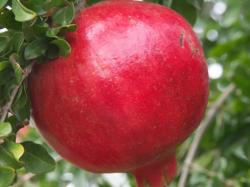 punica-granatum-al-siri-nar.jpg