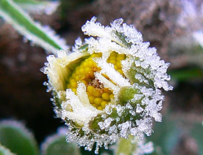 Ganseblume_im_kalteloch.jpg