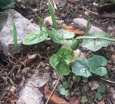 galanthus 17-12-29.jpg